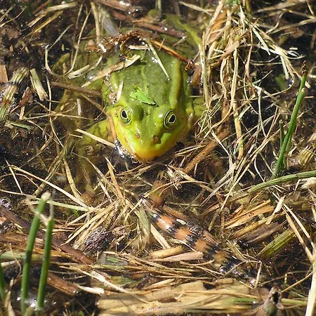 Dom wakacyjny Pohlametsa House
