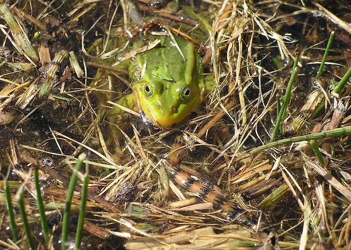 Dom wakacyjny Pohlametsa House